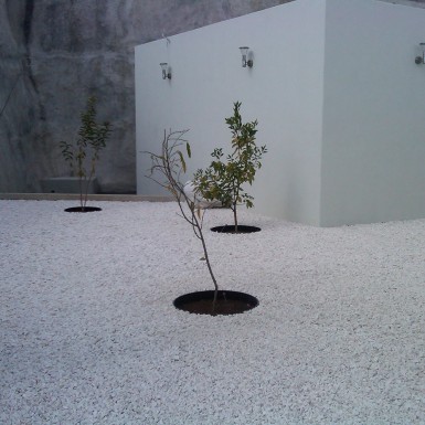 IMG00384-20101227-1252